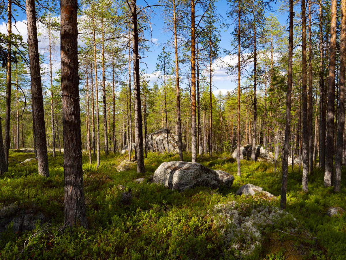 Venehjärvi место, где хочется умереть или вновь родиться